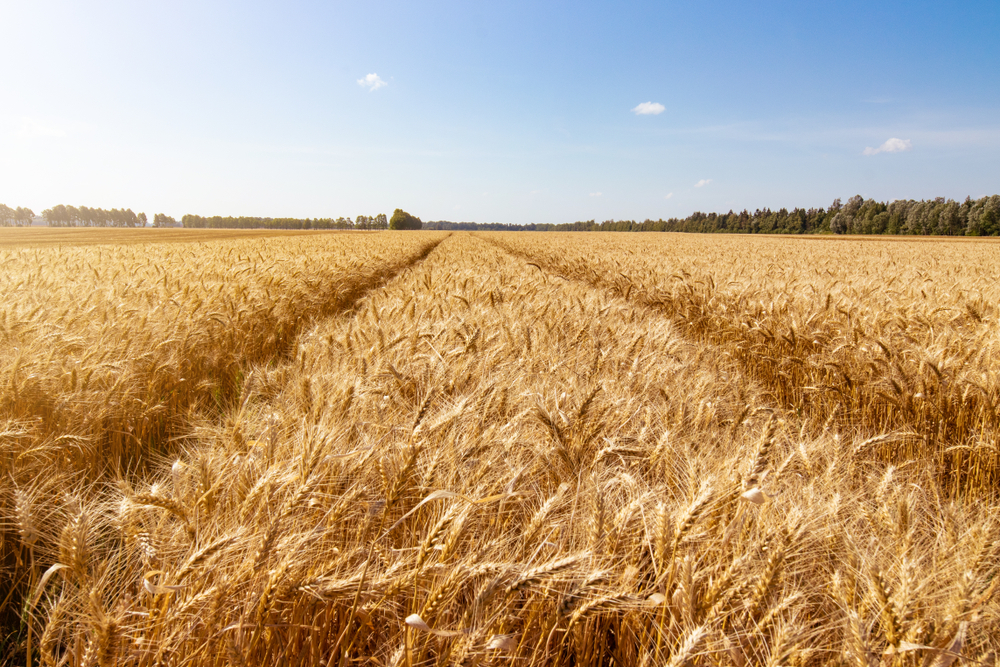 Golden,Wheat,Field,Landscape